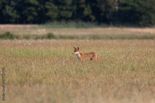 Fototapeta Naklejka Na Ścianę i Meble -  Red fox Vulpes vulpes in the meadow in search of food - the natural habitat of the fox - rural landscape, natural meadow, red predator