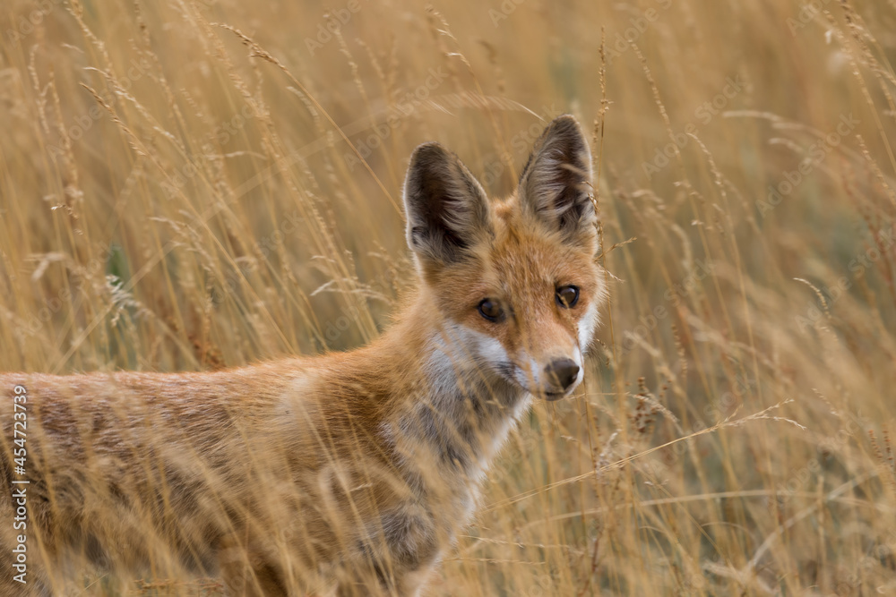Red fox Vulpes vulpes in the meadow in search of food - the natural habitat of the fox - rural landscape, natural meadow, red predator Red fox Vulpes vulpes in the meadow in search of food - the natural habitat of the fox - rural landscape, natural meadow, red predator