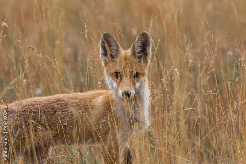Red fox Vulpes vulpes in the meadow in search of food - the natural habitat of the fox - rural landscape, natural meadow, red predator Red fox Vulpes vulpes in the meadow in search of food - the natural habitat of the fox - rural landscape, natural meadow, red predator