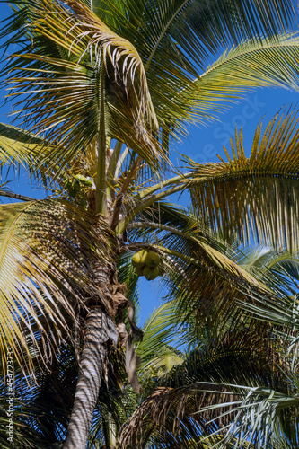 Coast with palms tree, Tenerife photo