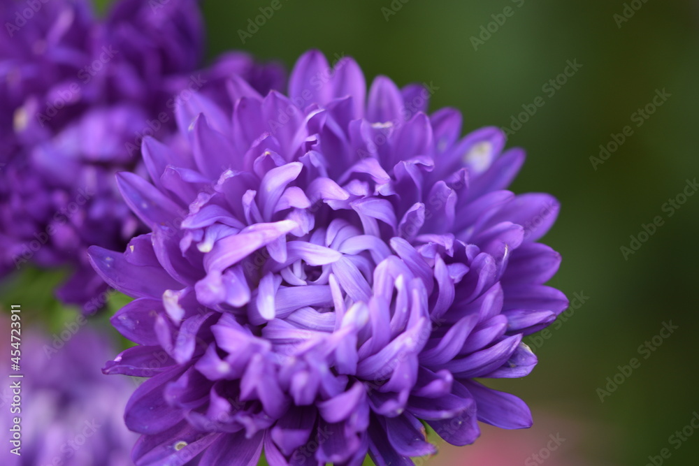 Violet aster peony flower closeup.