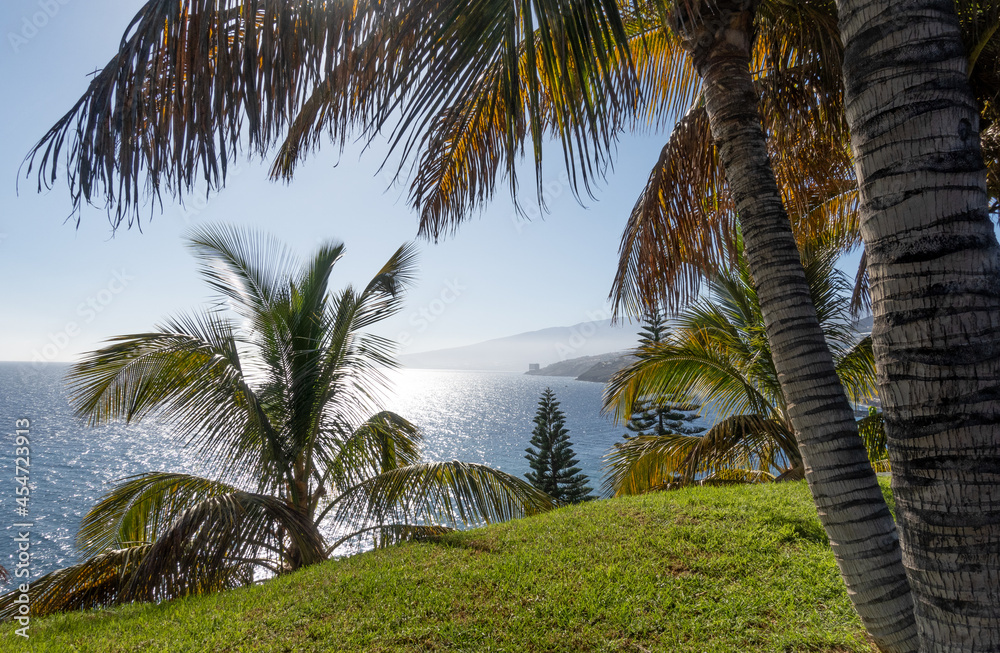 Coast with palms tree, Tenerife Coast with palms tree, Tenerife