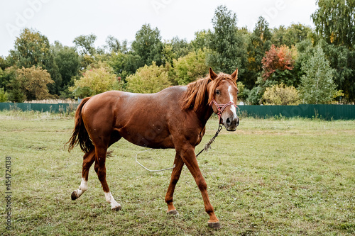 a brown horse grazes on green grass. Grace horse gallops.