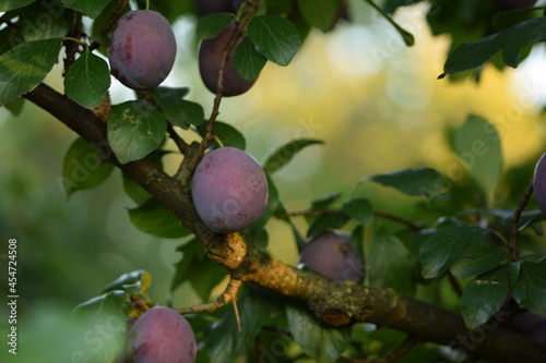 Plums in organic orchard, ripe violet plums ready to harvest.
