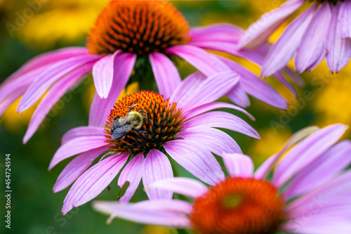 Purple cone flower with bee.  blurry background  bokeh with copy space