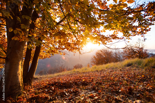 Beautiful autumn landscape with yellow trees and sun. Colorful foliage in the park.