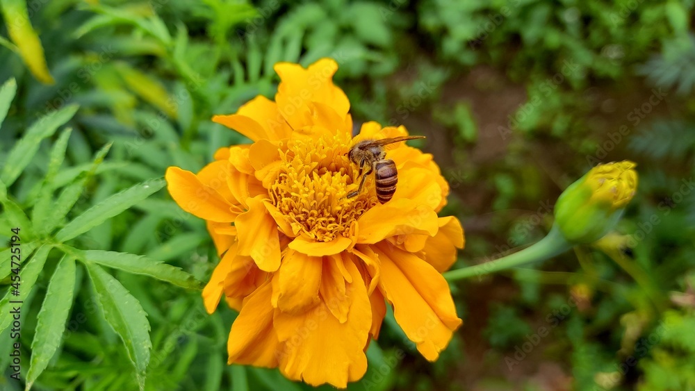yellow flower in the garden