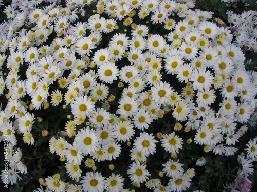 A bunch of camomiles in a street paysage