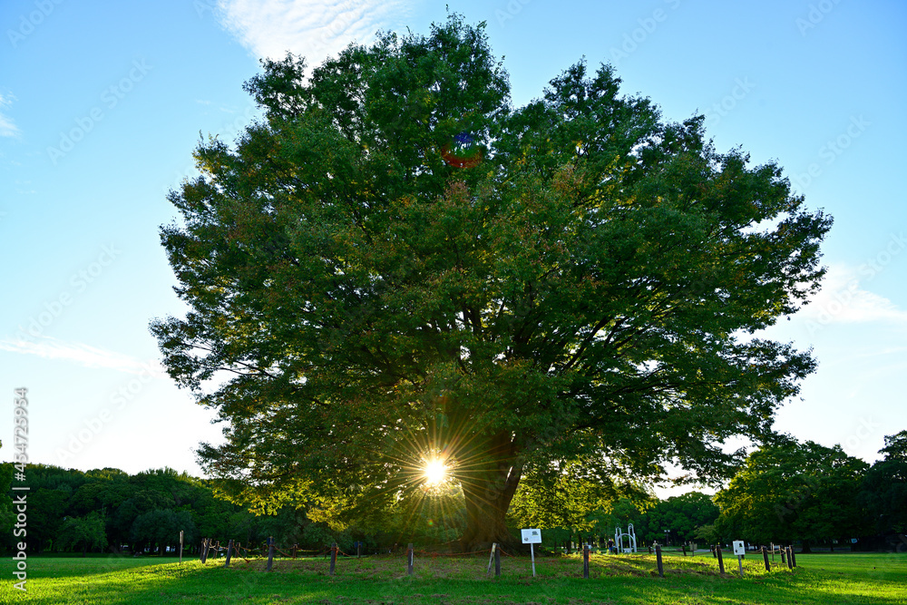 Obraz premium 大ケヤキ