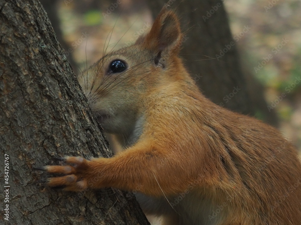 Fototapeta premium squirrel in the forest