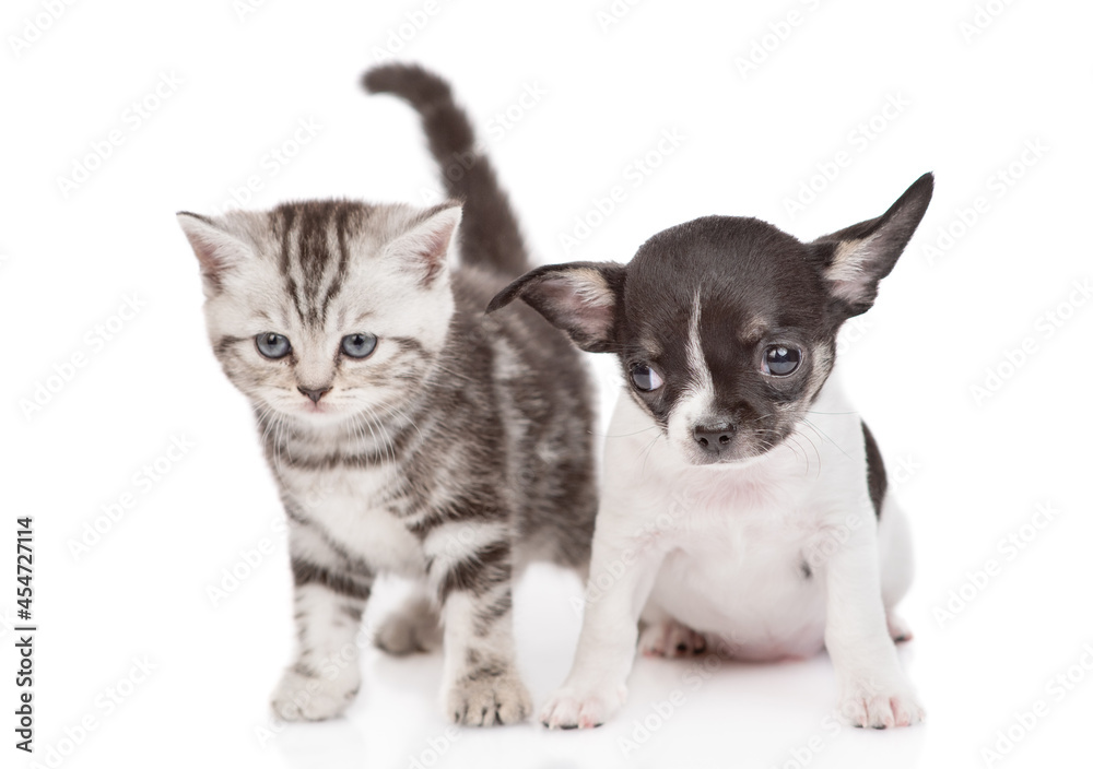 Tiny chihuahua puppy and tabby kitten sit together in front view and look at camera. isolated on white background