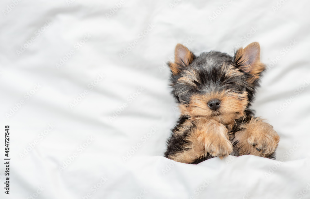Cozy tiny Yorkshire terrier puppy sleeps on a bed at home. Top down view. Empty space for text Cozy tiny Yorkshire terrier puppy sleeps on a bed at home. Top down view. Empty space for text