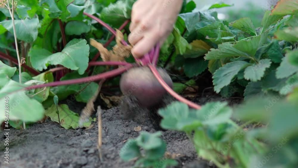 Organic beet vegetables field in a garden. Freshness green of beet leafs. Beet cultivation and plantation. Organic beet vegetables field in a garden. Freshness green of beet leafs. Beet cultivation and plantation.