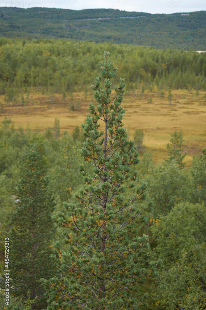 Northern forest, wonderful and beautiful nature Northern forest, wonderful and beautiful nature