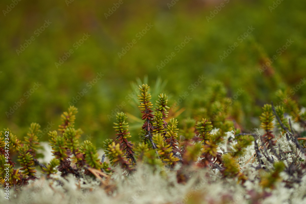 Northern forest, wonderful and beautiful nature Northern forest, wonderful and beautiful nature