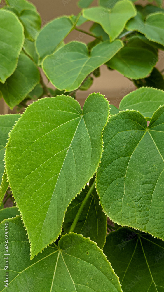 Obraz premium Close up of Green Leaves Background