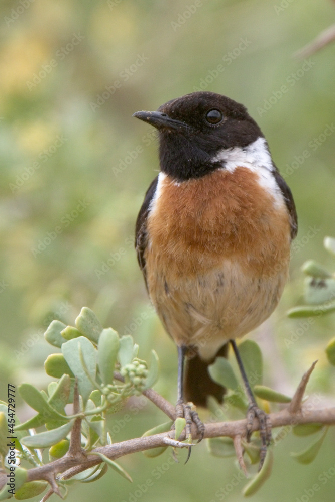 Fototapeta premium European Stonechat (Saxicola r. rubicola), near Agadir, Morocco.