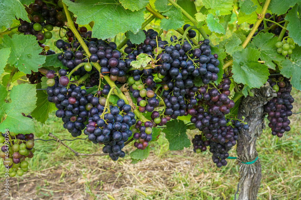 A bunch of dark grapes on a vine plant