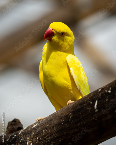 yellow Indian Ringneck Parakeet with selective focus background and copy space 