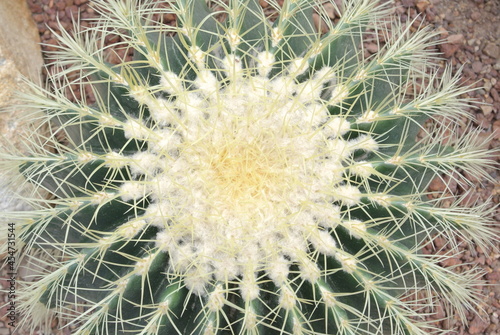 Top view Echinocactus Grusonii  or known as the Golden Barrel cactus  Golden Ball or Mother-in-law s Cushion.