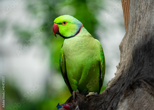 Indian Ringneck Parakeet with selective focus background and copy space 