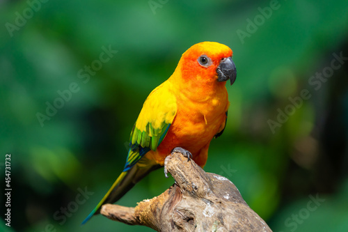 Sun conjure parrot with selective focus background and copy space  photo