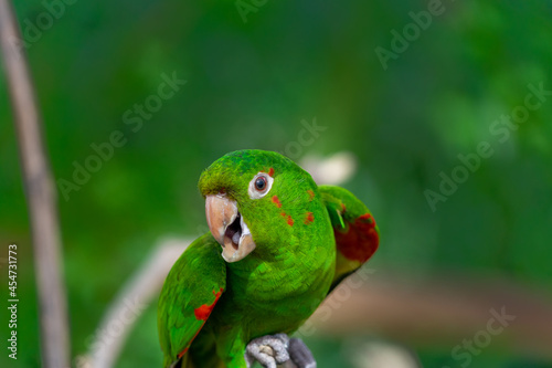 mitre parakeet with selective focus background and copy space 