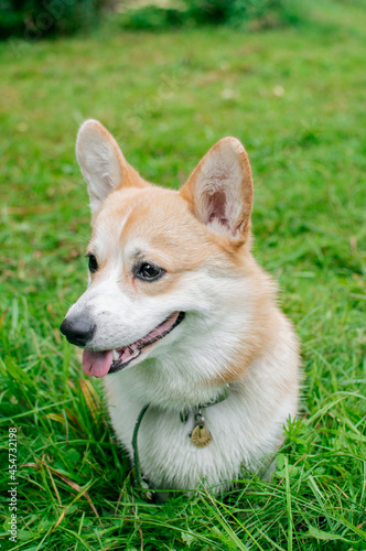  puppy in grass, corgi dog