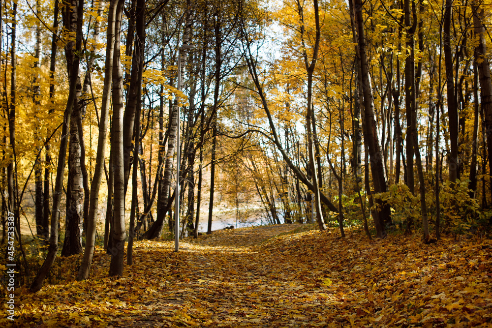 Fototapeta premium Autumn background. Trail paths in forest city park Golden foliage in autumn park