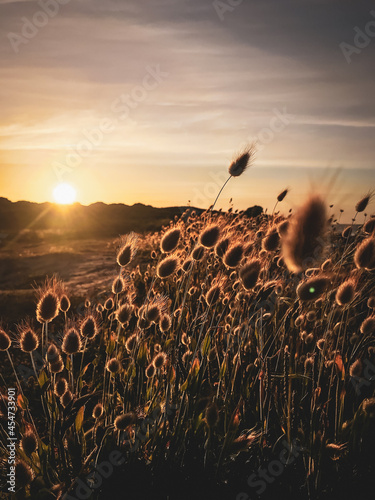 Sunset at the beach  photo