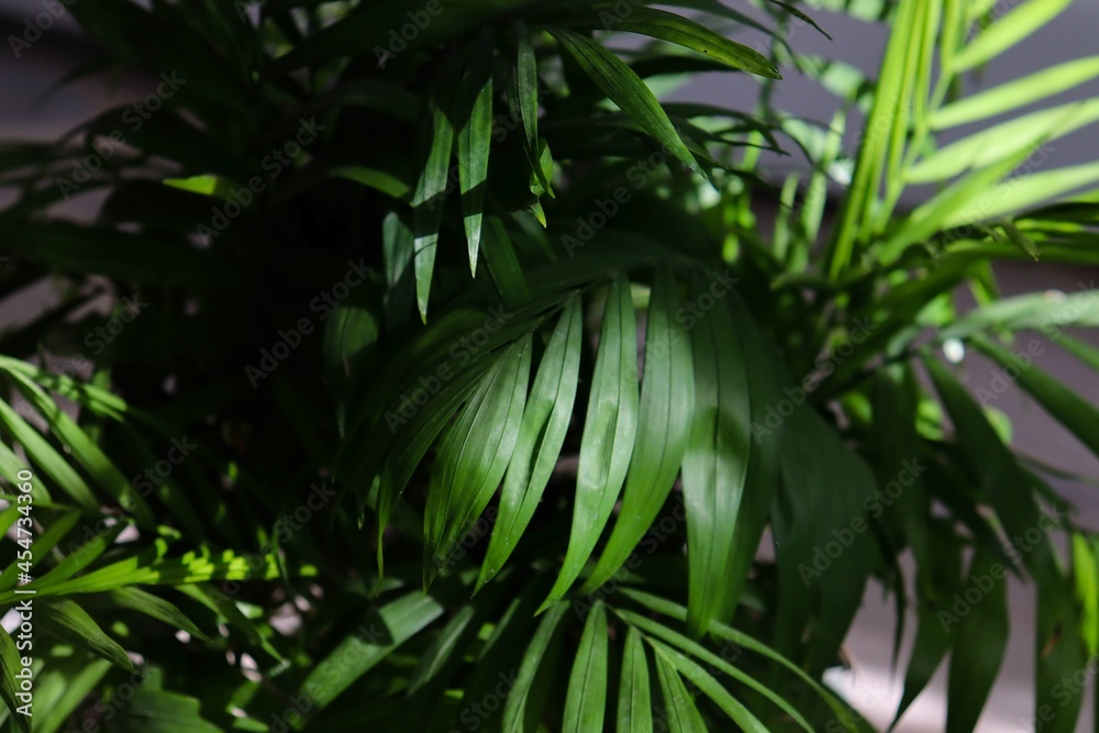 Tropical flower Tropical flower