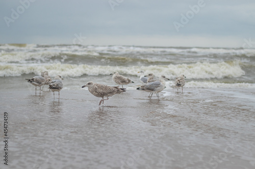 European herring sea gulls standing along the Dutch coast looking for food (Kijkduin, The Hague, The Netherlands) © Bruce