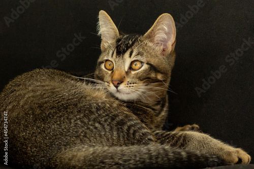 Young domestic tricolor cat lying and looking aside