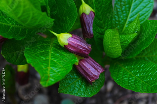 Flowering Scopolia carniolica plants with flowers in spring forest photo