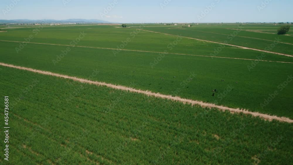 Aerial shot of green paddy fields in summer Aerial shot of green paddy fields in summer
