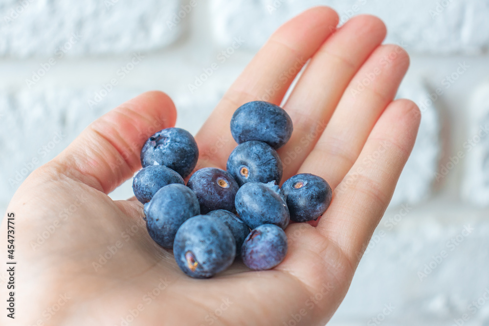 Hand hold Harvest summer jam ingredient organic bio tasty blueberry healthy natural purple fruit berry for sweet dessert vitamin antioxidant snack with fresh wet water drop Hand hold Harvest summer jam ingredient organic bio tasty blueberry healthy natural purple fruit berry for sweet dessert vitamin antioxidant snack with fresh wet water drop
