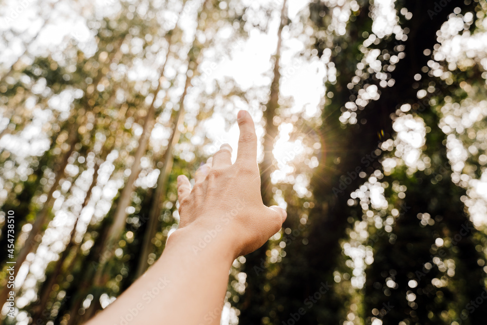 © Eva - unrecognizable woman hand at sunset over beautiful eucalyptus forest landscape. Nature and sustainability concept © Eva - unrecognizable woman hand at sunset over beautiful eucalyptus forest landscape. Nature and sustainability concept