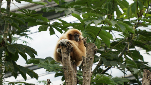 Canvas Print Selective focus of a monkey watching the people below in wildlands zoo in Emmen,