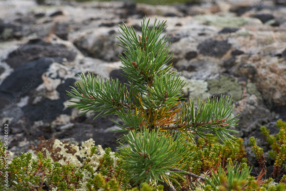 Northern forest, wonderful and beautiful nature Northern forest, wonderful and beautiful nature