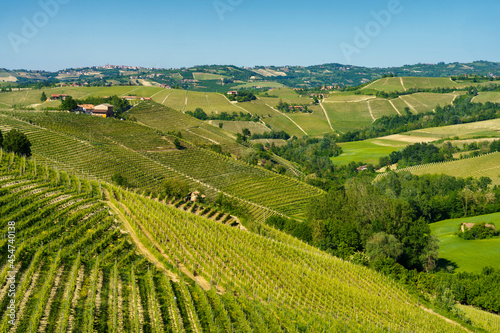 Vineyards of Langhe  Piedmont  Italy near Alba at May