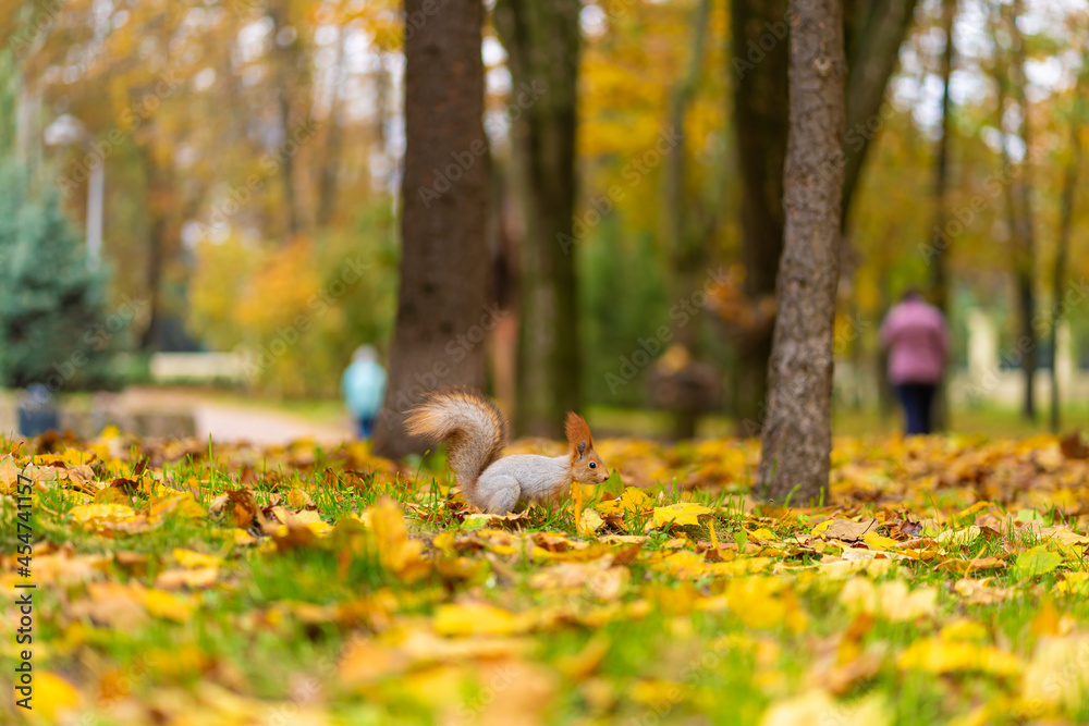 A fluffy beautiful squirrel is looking for food among fallen yellow leaves in the autumn in a city park A fluffy beautiful squirrel is looking for food among fallen yellow leaves in the autumn in a city park