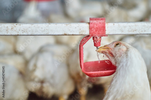 Free range organic backyard broiler Chickens drinking water by nipple drinker photo
