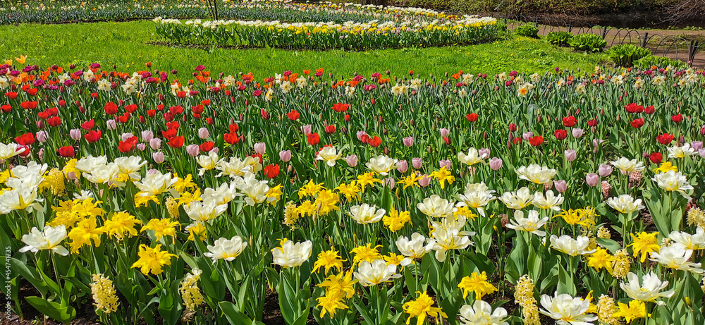 A large spiral flowerbed with colorful tulips on a sunny spring day . The festival of tulips on Elagin Island in St. Petersburg..