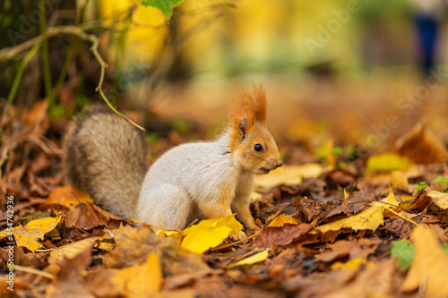 A fluffy beautiful squirrel is looking for food among fallen yellow leaves in the autumn in a city park