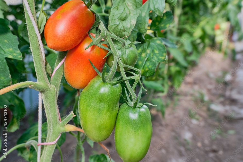 Green and red tomatoes grow on a branch in the greenhouse, on the plantation in the daytime, natural light. Tomatoes ripen in the garden, close-up, view from below. Natural gardening. High quality Green and red tomatoes grow on a branch in the greenhouse, on the plantation in the daytime, natural light. Tomatoes ripen in the garden, close-up, view from below. Natural gardening. High quality
