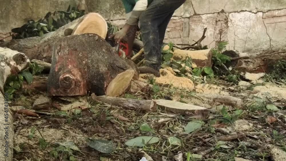 Person with electric saw cutting a thick tree trunk Person with electric saw cutting a thick tree trunk