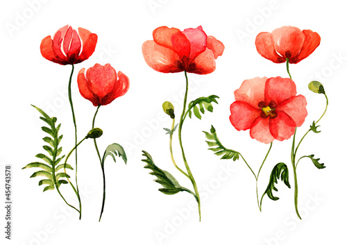 Watercolor set of poppies  hand drawn illustration of red field flowers isolated on white background.