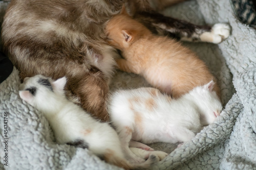 Light cat with three beautiful kittens is sleeping on a blanket. Two kittens are sleeping, and the third red-haired one is sucking the cat's breast