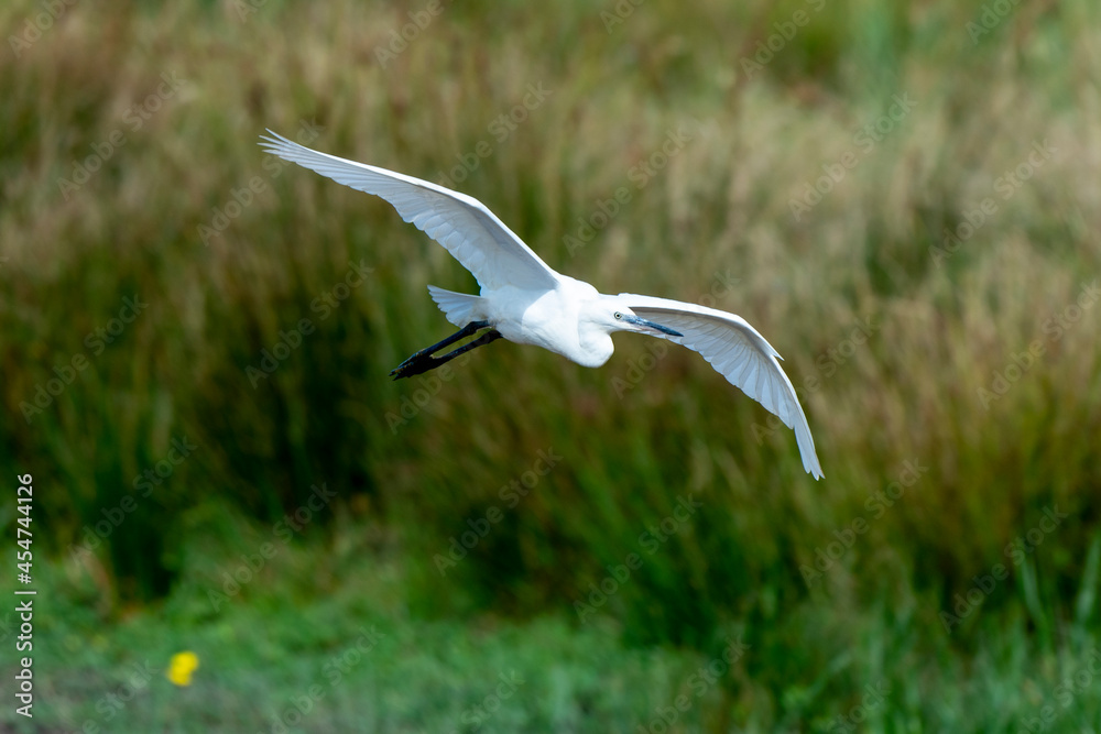 Aigrette garzette,.Egretta garzetta, Little Egret Aigrette garzette,.Egretta garzetta, Little Egret