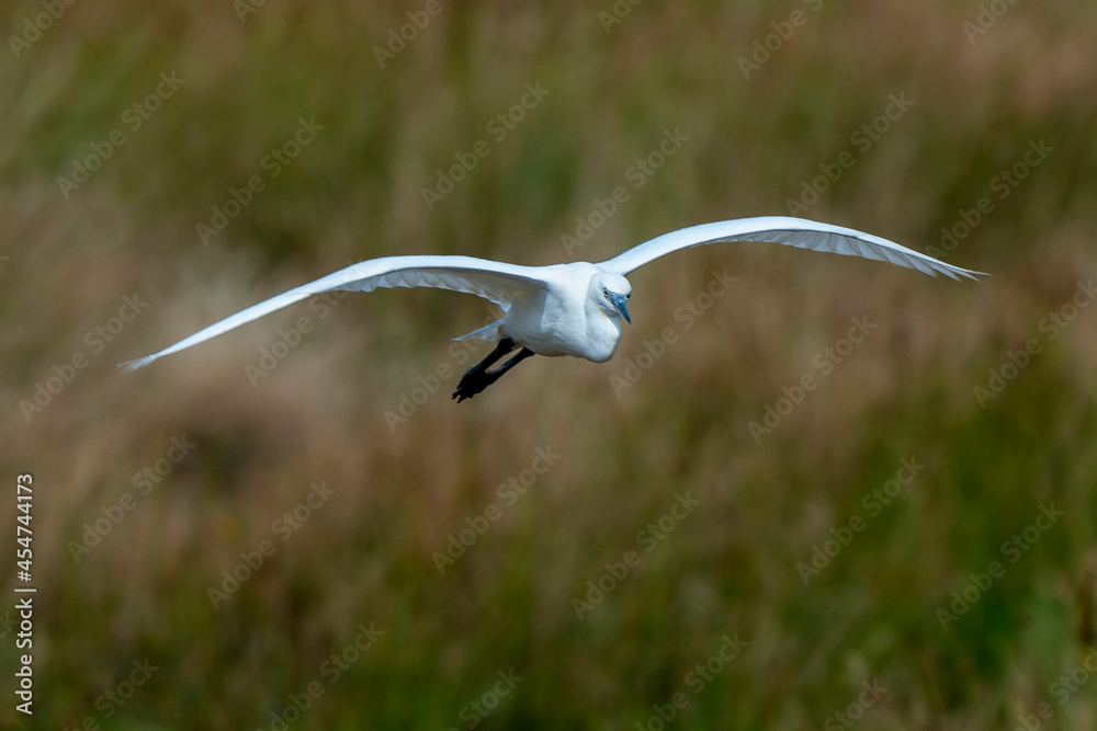 Aigrette garzette,.Egretta garzetta, Little Egret Aigrette garzette,.Egretta garzetta, Little Egret